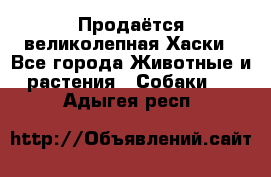 Продаётся великолепная Хаски - Все города Животные и растения » Собаки   . Адыгея респ.